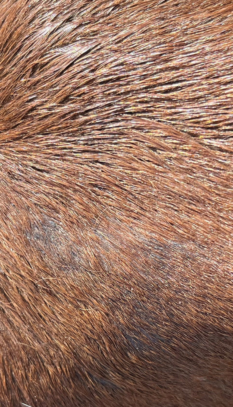 Fallbeispiel Hautpilz Mykose Pferd nach AMAMUS Vet coldPlasma Behandlung