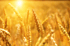Lughnasadh