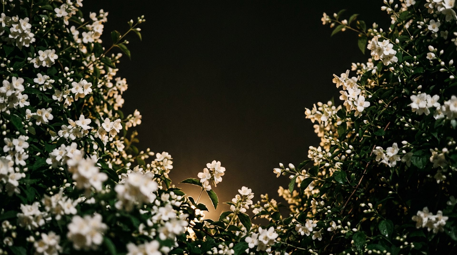 Weiße Blüten vor dunklem Grund