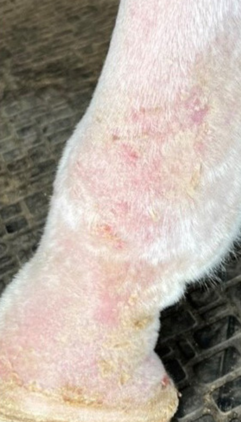Fallbeispiel Mauke Pferd Situation nach AMAMUS Vet coldPlasma Behandlung