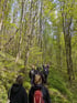Eine Gruppe von Wanderern mit Rucksäcken geht hintereinander auf einem schmalen Pfad durch einen hellen Laubwald.