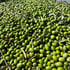 Frisch geerntete Oliven bei einem Produzenten in Italien