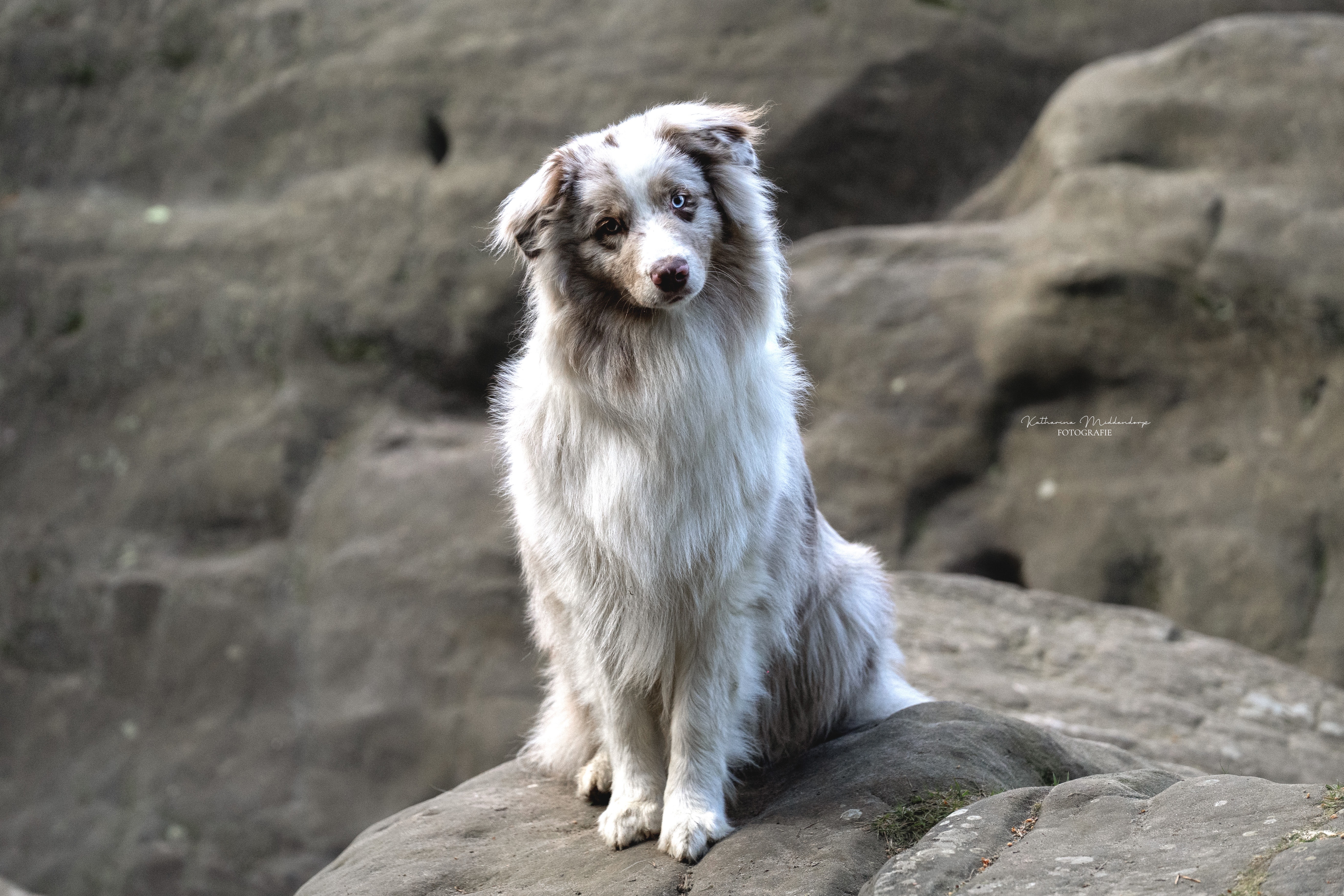 Hundefotografie von Katharina Middendorp