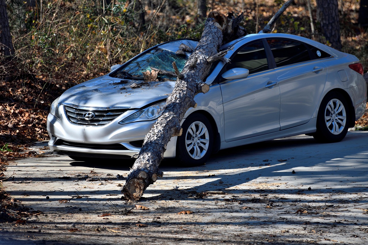 A Tree Fell on Your Car in Lake Helen? What To Do Before Anything Moves