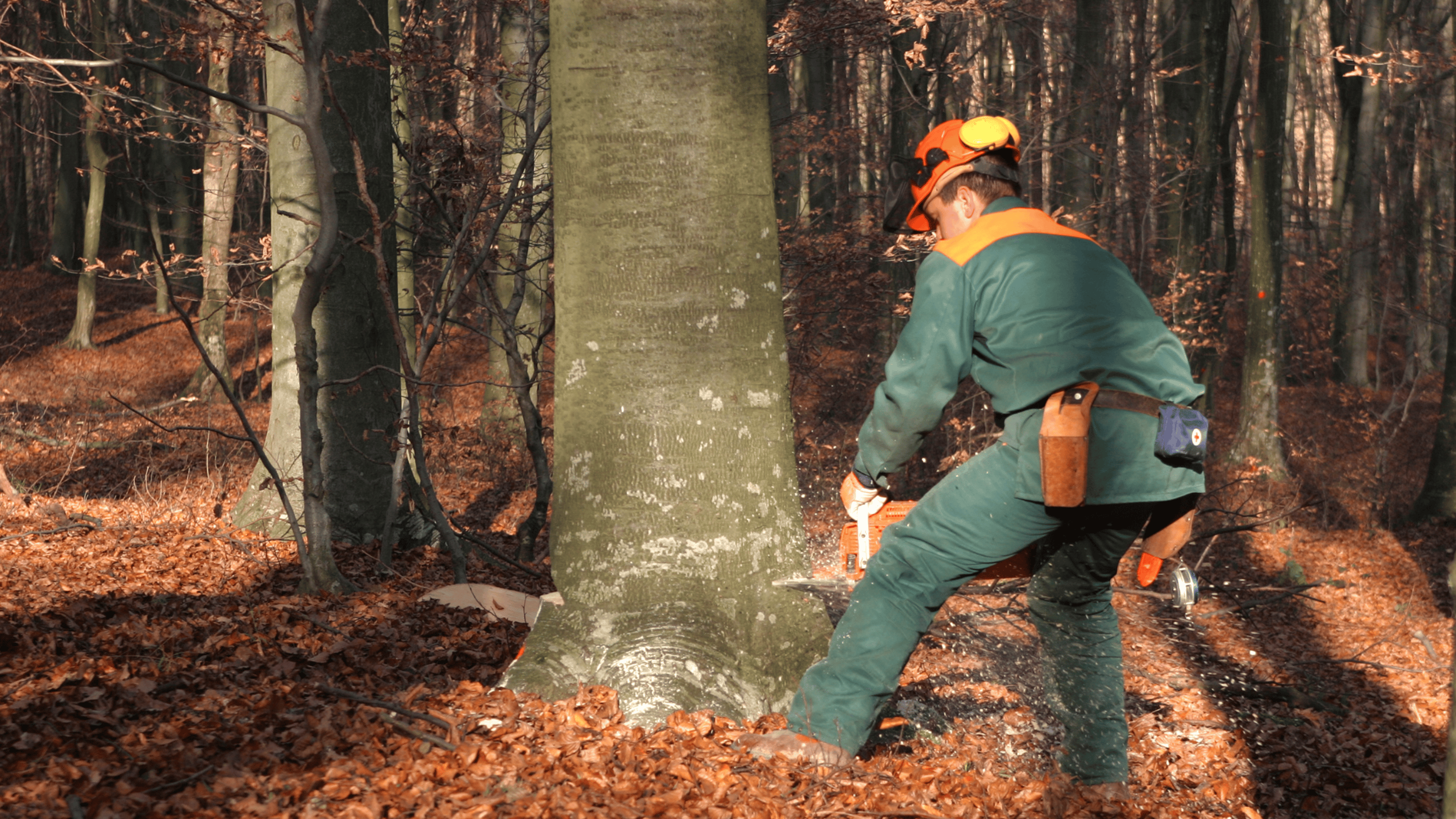 Forstarbeiter in Schutzkleidung fällt einen Baum mit der Kettensäge