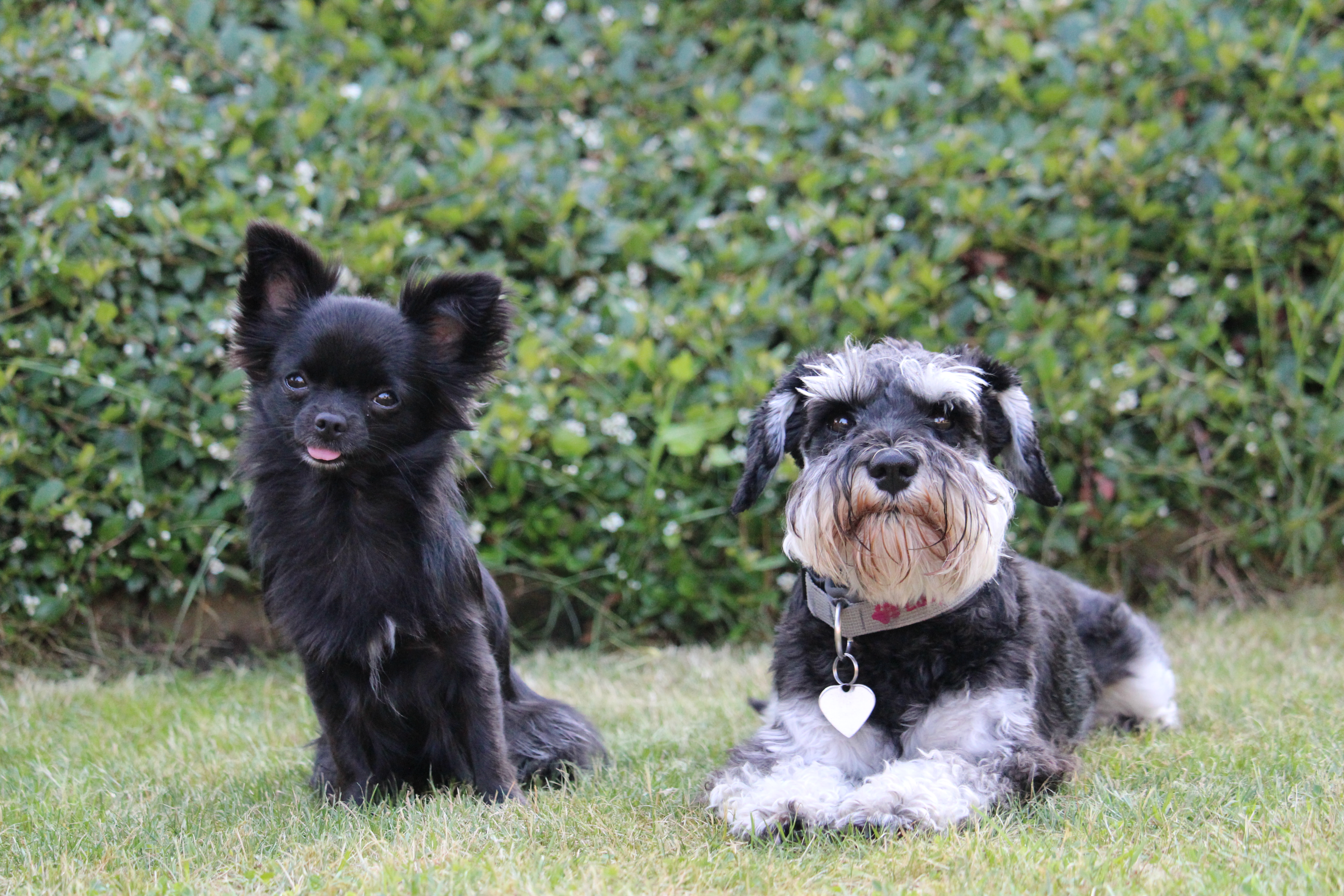 Kleinhundetraining