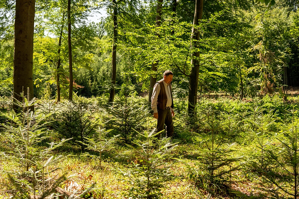 Jungbestand im Wald