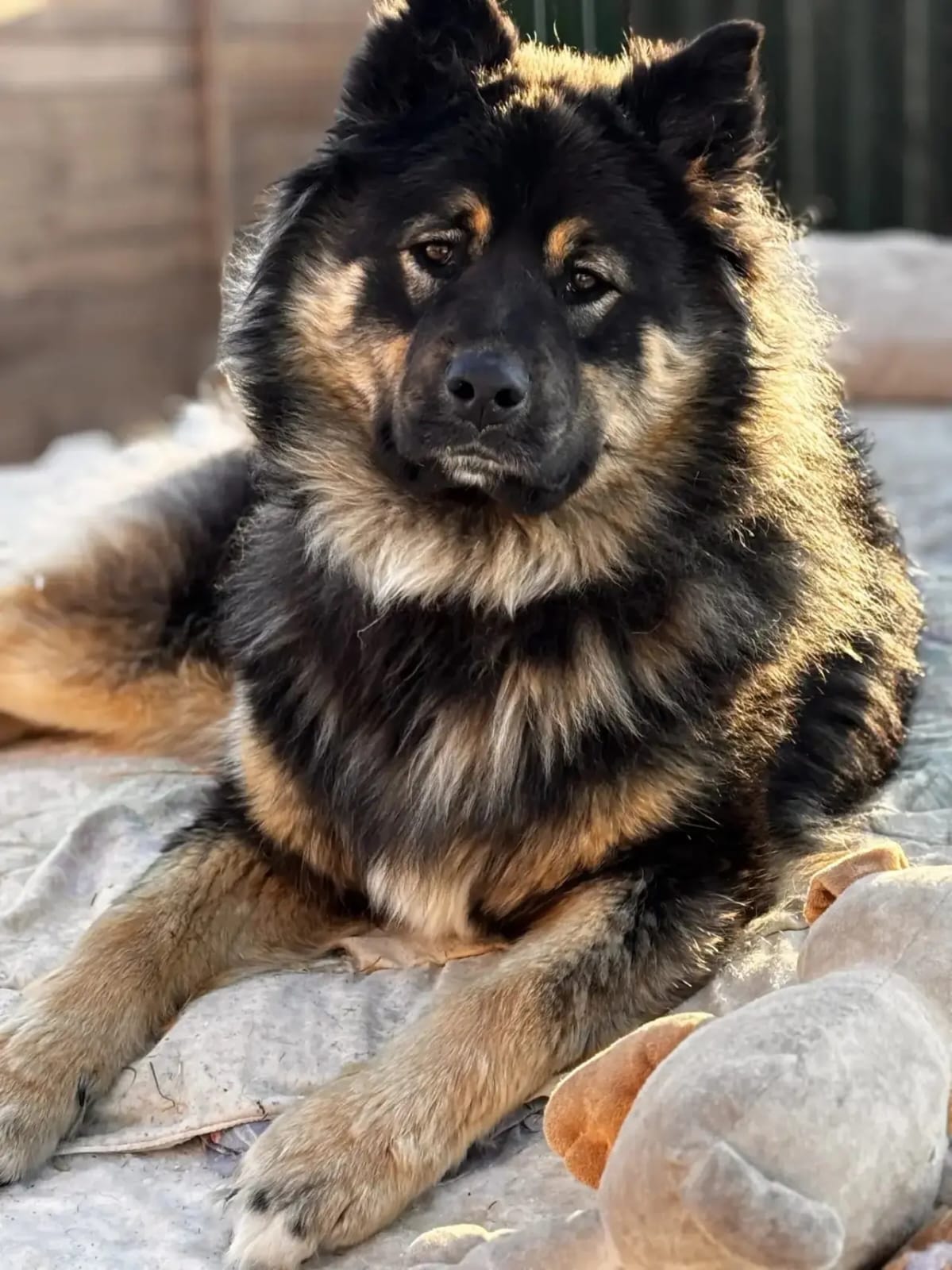 Kai
