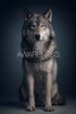 Grauer Wolf sitzt frontal vor kühlem Studiohintergrund und blickt aufmerksam direkt nach vorn. Typografisches Poster aus der Kollektion WILD WITHIN mit dem Wort „AWARENESS.“