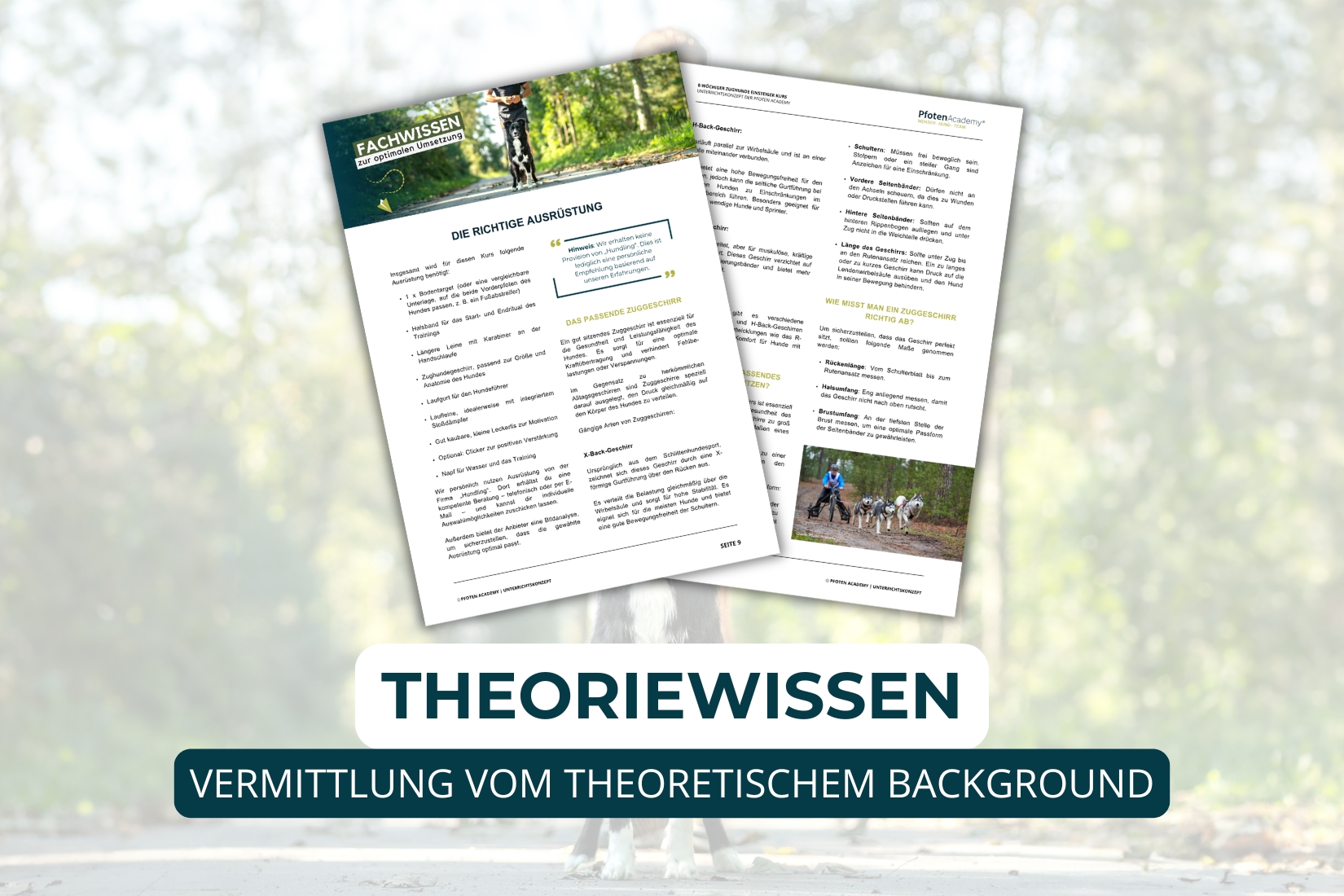 8-wöchiger Zughunde Einsteiger Kurs – Bild 5