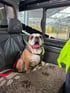 Ein Bulldogge mit Halsband und Leine sitzt auf einer braunen Decke im Auto.