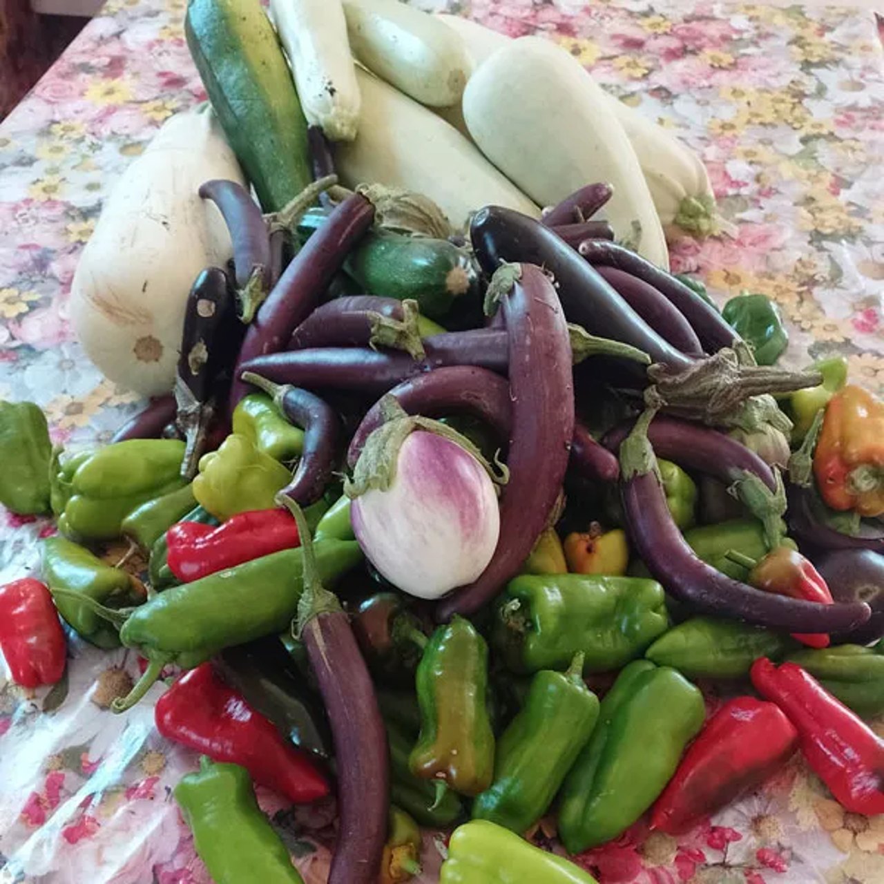 Ernte von Paprika und Auberginen