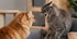 Eine graue, getigerte Katze faucht mit offenem Maul eine gegenüberstehende rote Katze an.