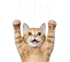 Orangefarbene Katze mit erhobenen Pfoten und offenem Maul vor grünem Hintergrund.
