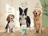 Beagle-Welpe, Border Collie und Golden Retriever Senior neben einer Dose Malabone Nahrungsergänzung für Hunde.