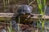 Schildkröte sitzt auf einem Baumstamm über dem Wasser, ihr Panzer spiegelt sich in der Oberfläche.
