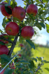 Rote Äpfel an einem Ast im Obstgarten des Lexenguts