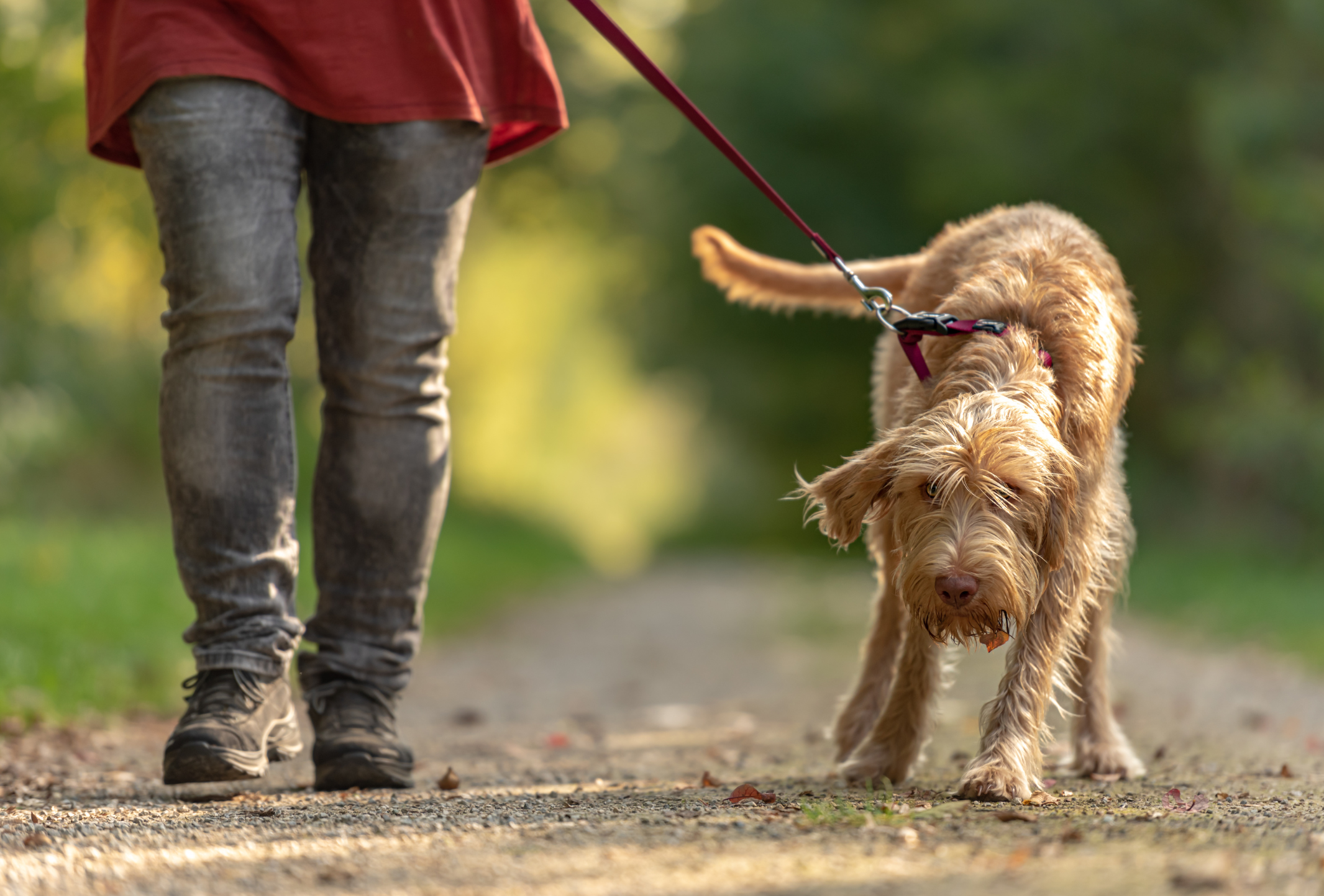 Hund zieht an der Leine
