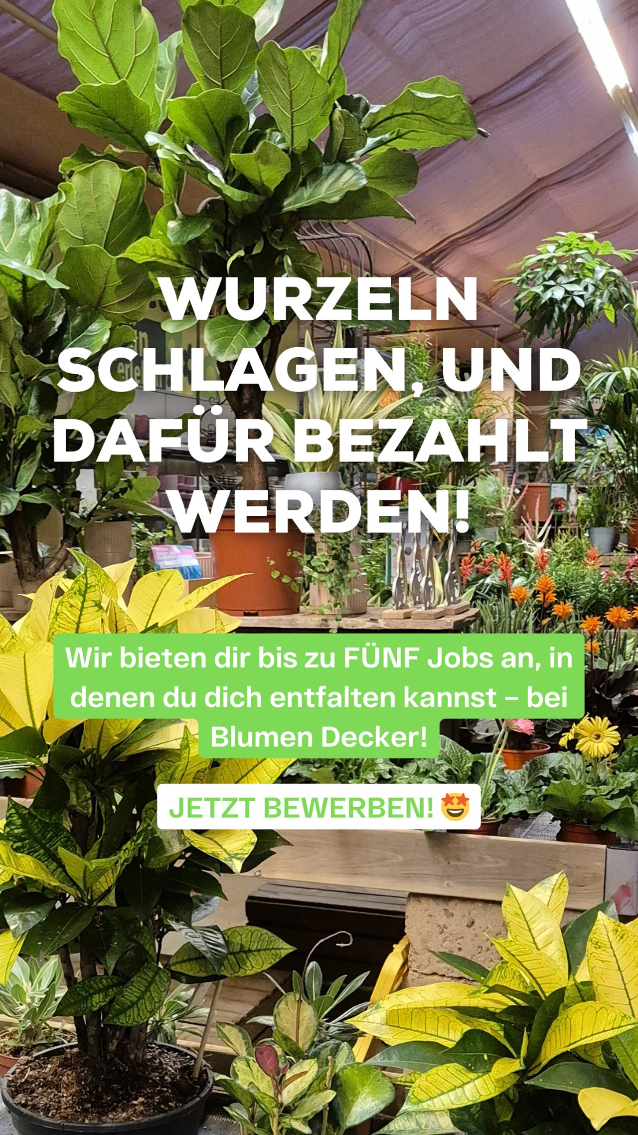 Recruiting-Anzeige Blumen Decker: Zimmerpflanzen, „Wurzeln schlagen, und dafür bezahlt werden!“