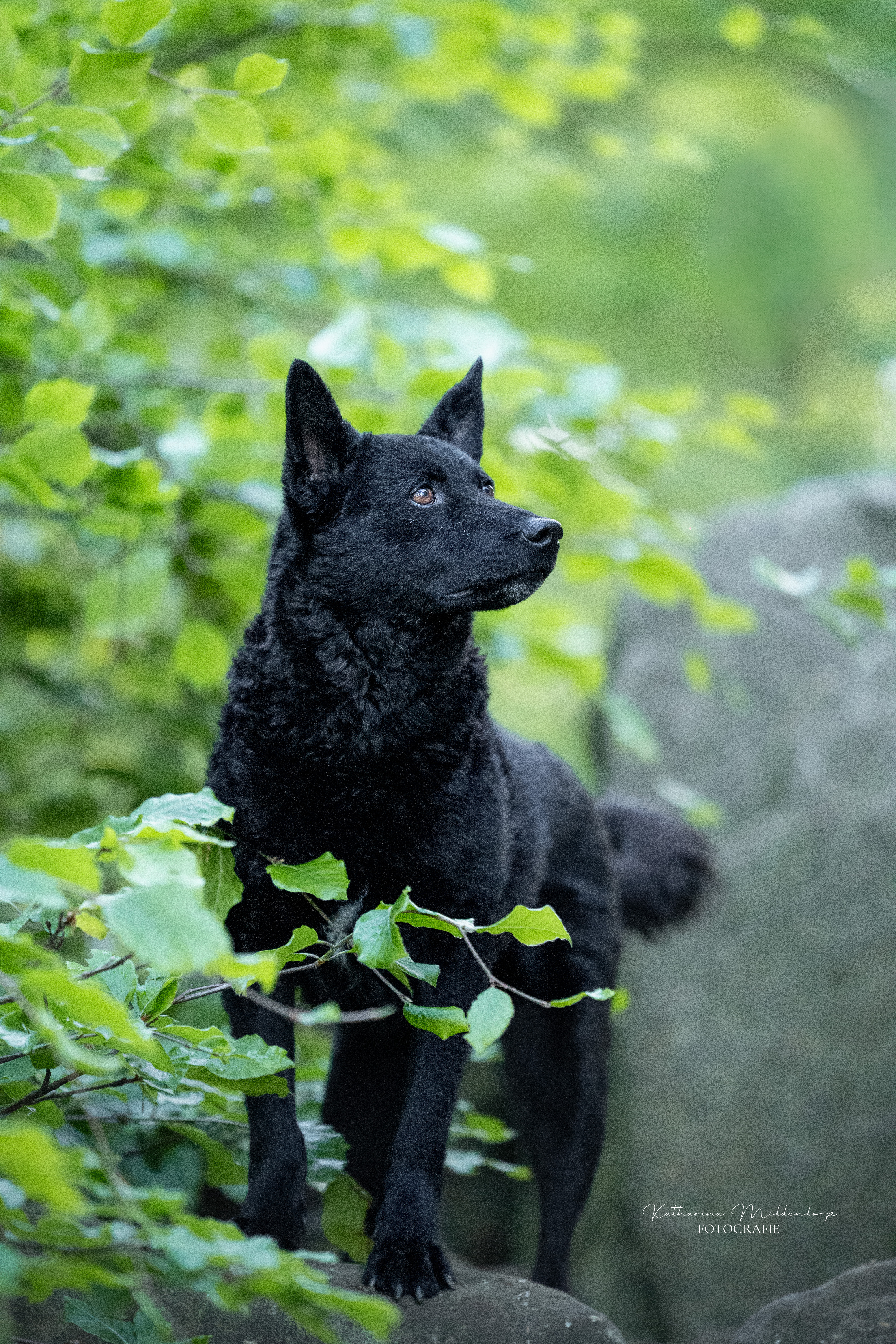 Hundefotografie von Katharina Middendorp