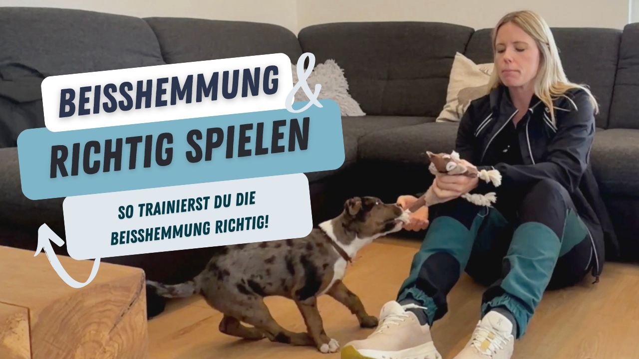 Trainingseinblick Video