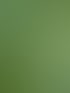 Detailaufnahme der Blattunterseite eines Maulbeerbaums zur Veranschaulichung der Stomata für klimaresistente Baumpflege in Salzburg.