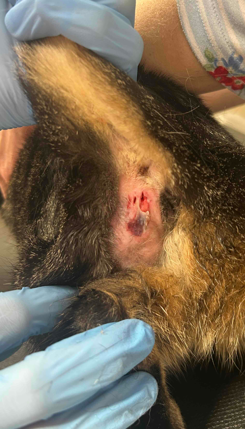 Fallbeispiel Analbeutelentzündung Ausgangssituation vor AMAMUS Vet coldPlasma Behandlung
