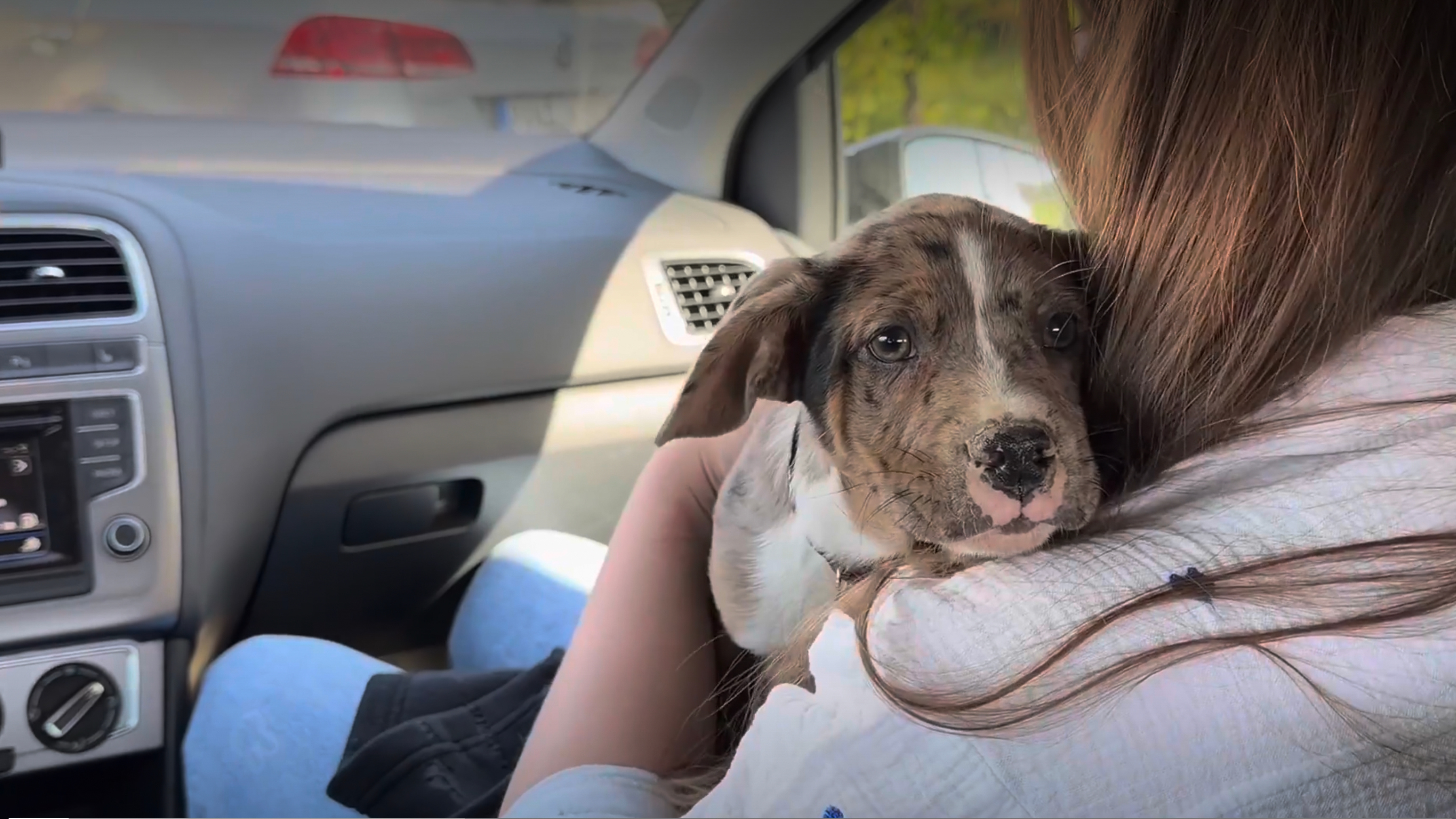 Welpe Bruce auf der Autofahrt ins neue Zuhause