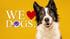 Border Collie mit Text "WE ❤️ DOGS." auf gelbem Hintergrund.