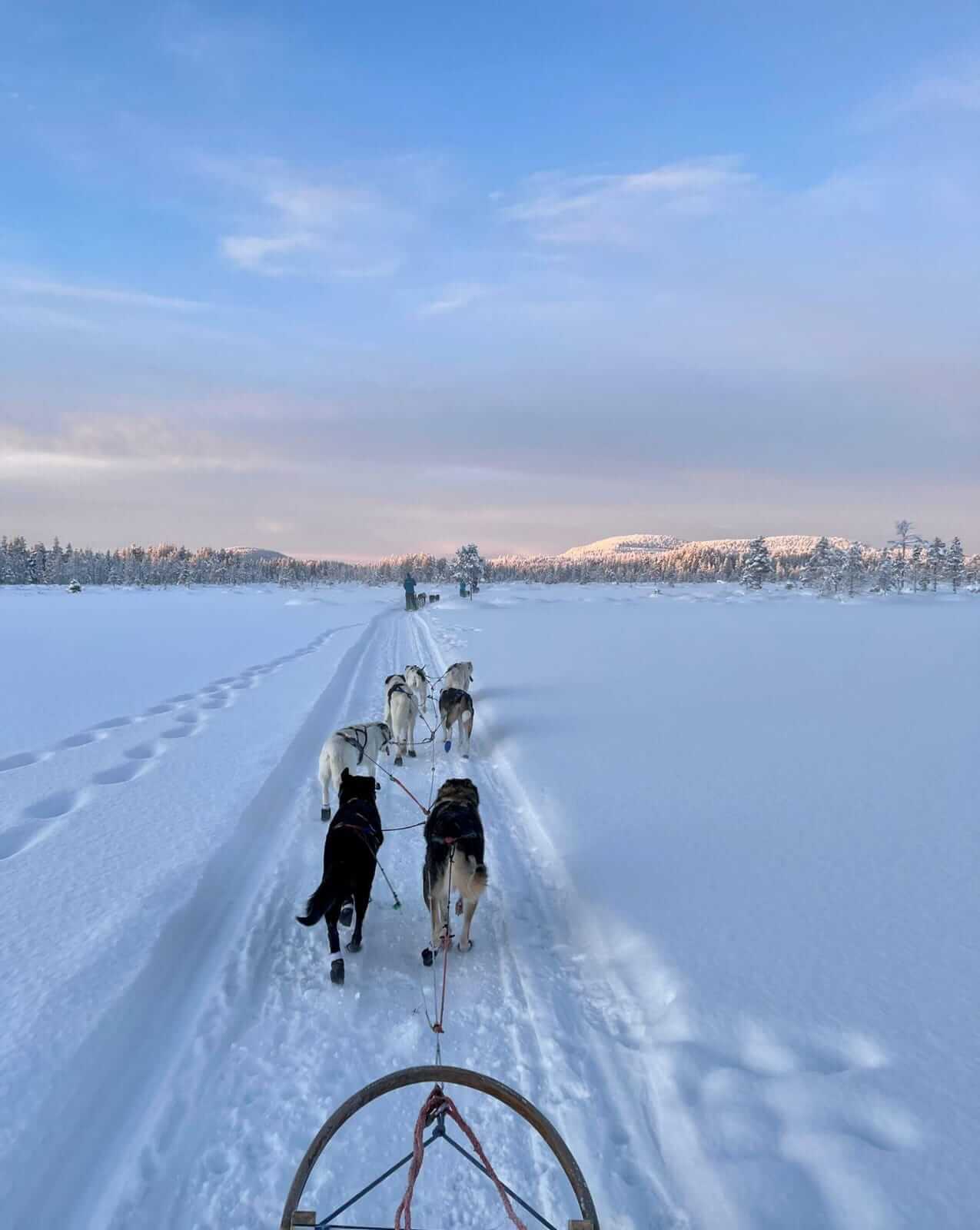Huskys im Schnee