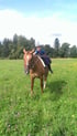 Ein lächelndes Kind mit Helm reitet auf einem braunen Pferd auf einer grünen Blumenwiese vor einer Waldkulisse.
