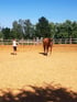 Mädchen führt ein braunes Pferd auf einem Reitplatz im Freien bei sonnigem Wetter.