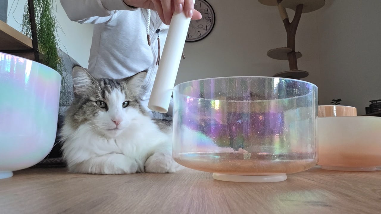 Schimmernde Kristallklangschalen auf dem Holzboden, daneben liegt eine Katze