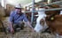 Farmer Engelbert, wearing a straw hat, feeds a brown and white cow hay in the barn.