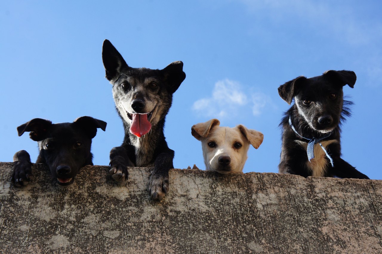 Vier fröhliche Hunde schauen neugierig über eine Mauer – WORTKERN Blog für die Hundebranche