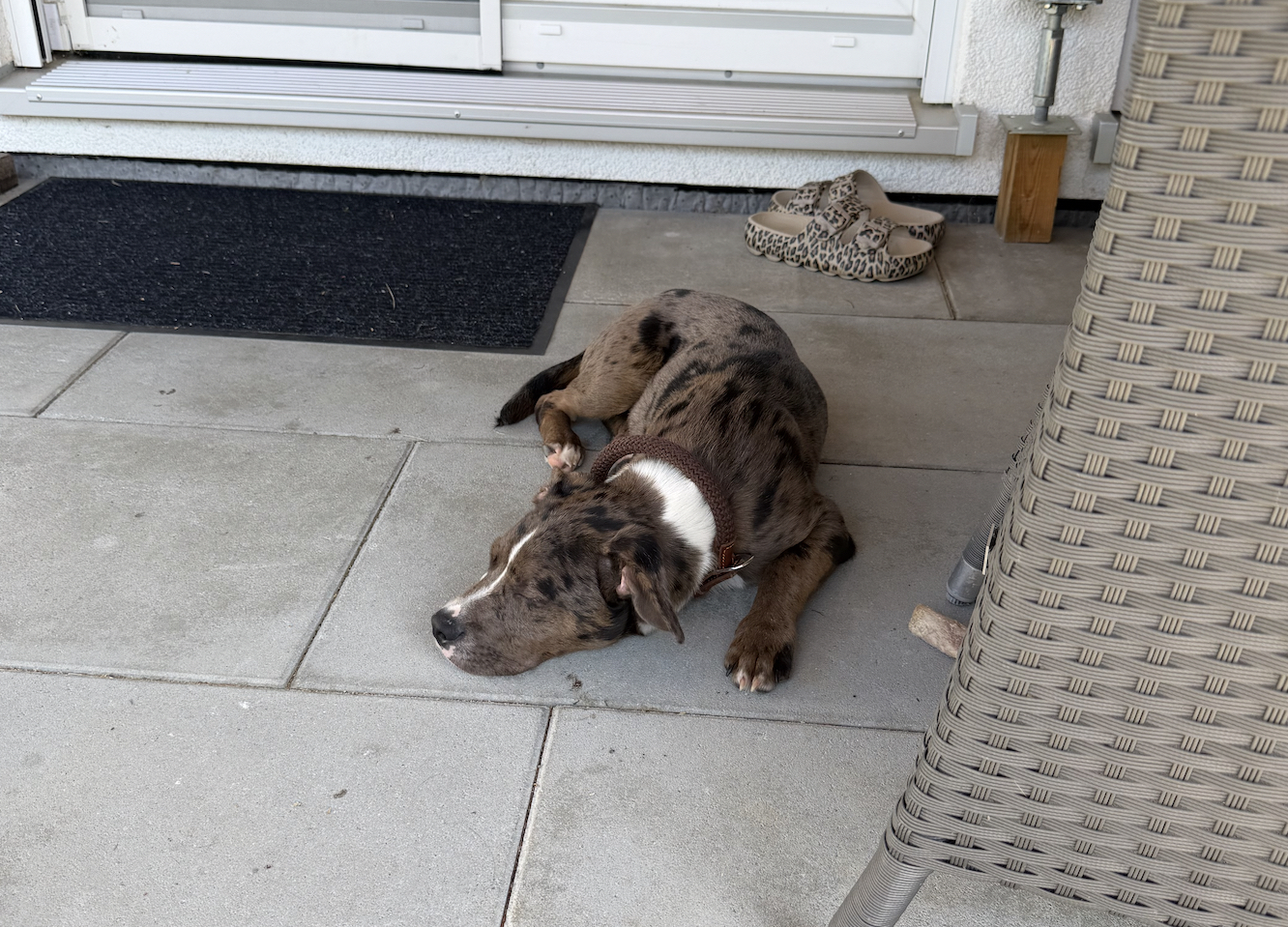 Bruce döst entspannt vor der Haustür, obwohl Besuch da ist