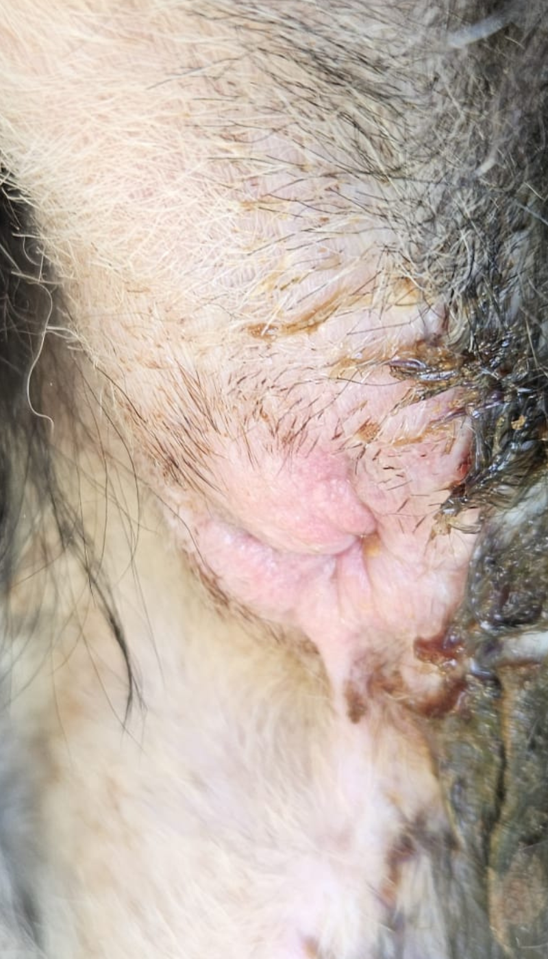Fallbeispiel entzündung nach Entfernung anal carzinom Situation nach AMAMUS Vet coldPlasma Behandlung