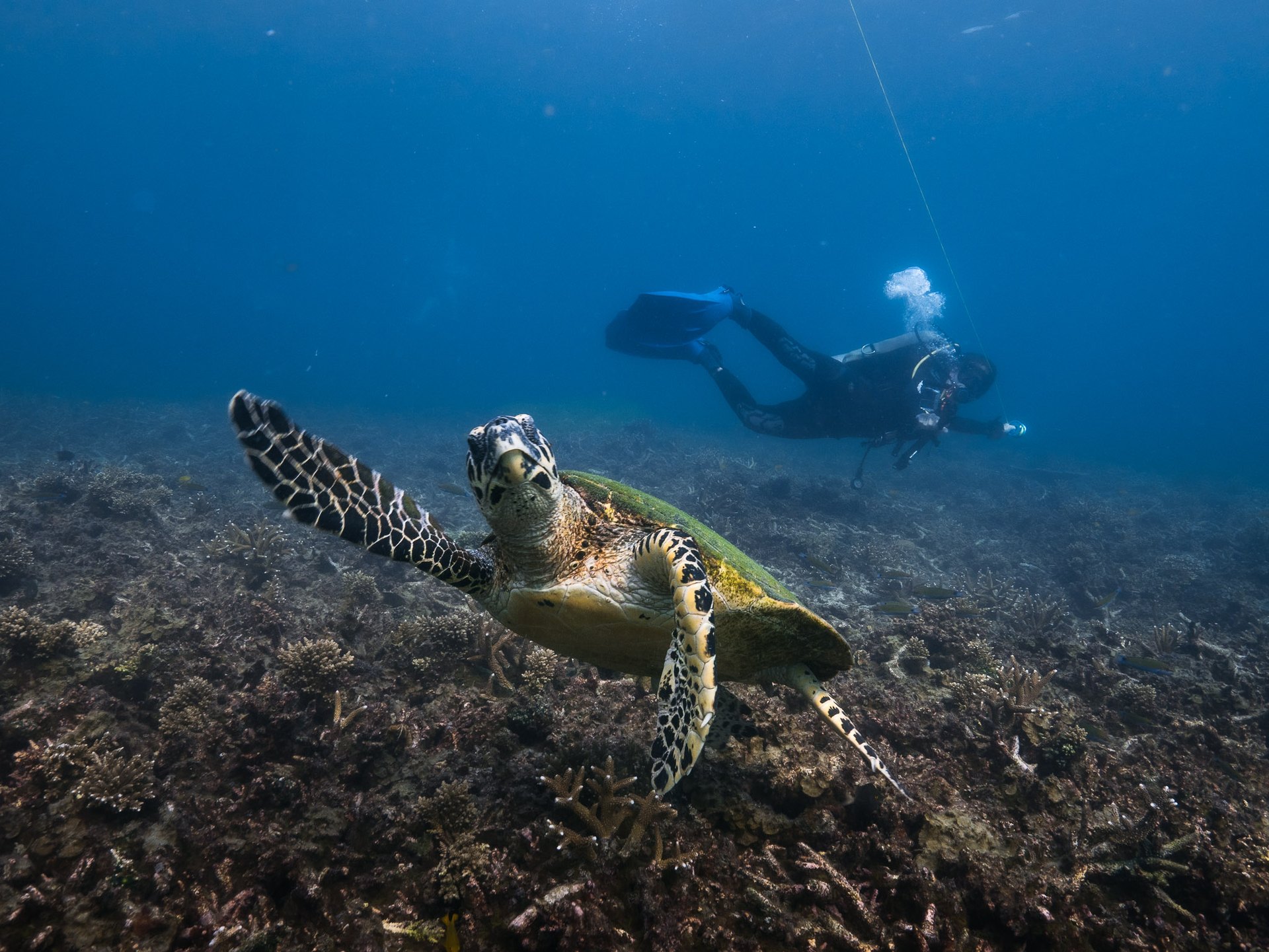 Tauchen in Thailand: Koh Tao, Samui oder Phuket – der ehrliche Vergleich