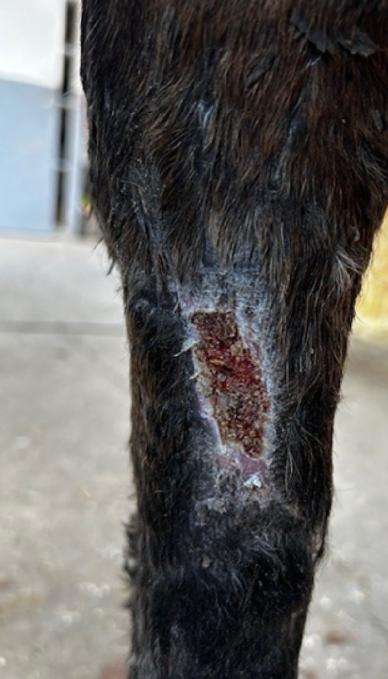 Fallbeispiel hypergranulierende eitrige Wunde Situation nach AMAMUS Vet coldPlasma Behandlung
