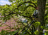 Baumpfleger mit Helm und Sicherungsgurten in einem Baum über einem Hausdach.