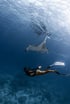 Ein Manta gleitet im blauen Wasser oberhalb einer Person, die beim Freediving Richtung Riff taucht