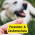 Zecke auf einem Finger, mit einem unscharfen Hund im Hintergrund und Text "Parasiten- & Zeckenschutz".