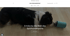 Vorschau von der Website SHS Spürhundesport