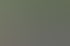 Eine Gruppe von Alpakas in verschiedenen Farben wie Weiß, Braun und Schwarz steht auf einer Weide vor grünen Bäumen.