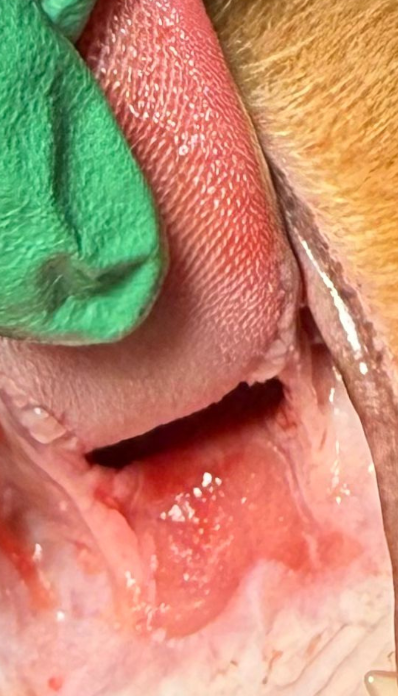 Fallbeispiel eosinophiles Granulom Ausgangssituation vor AMAMUS Vet coldPlasma Behandlung