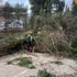 Baumpfleger mit Schutzausrüstung beseitigt einen umgestürzten Nadelbaum auf einer asphaltierten Fläche.
