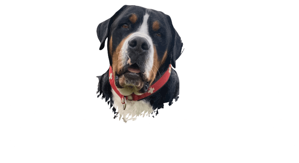 Berner Sennenhund-Kopf über dem Text "cani mobil HUNDETRANSPORTE".