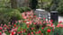 Ein geschwungener Parkweg gesäumt von rosa Tulpen, grünen Sträuchern, einer Holzbank und einem dunklen Mülleimer.