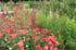 Blühendes Gartenbeet mit lachsfarbener Schafgarbe, rosa Spornblumen und verschiedenen grünen Gräsern im Sommer.