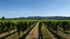 Wein Wingert als Bild auf der Seite von IMMOBILIEN wuest in Neustadt an der Weinstraße